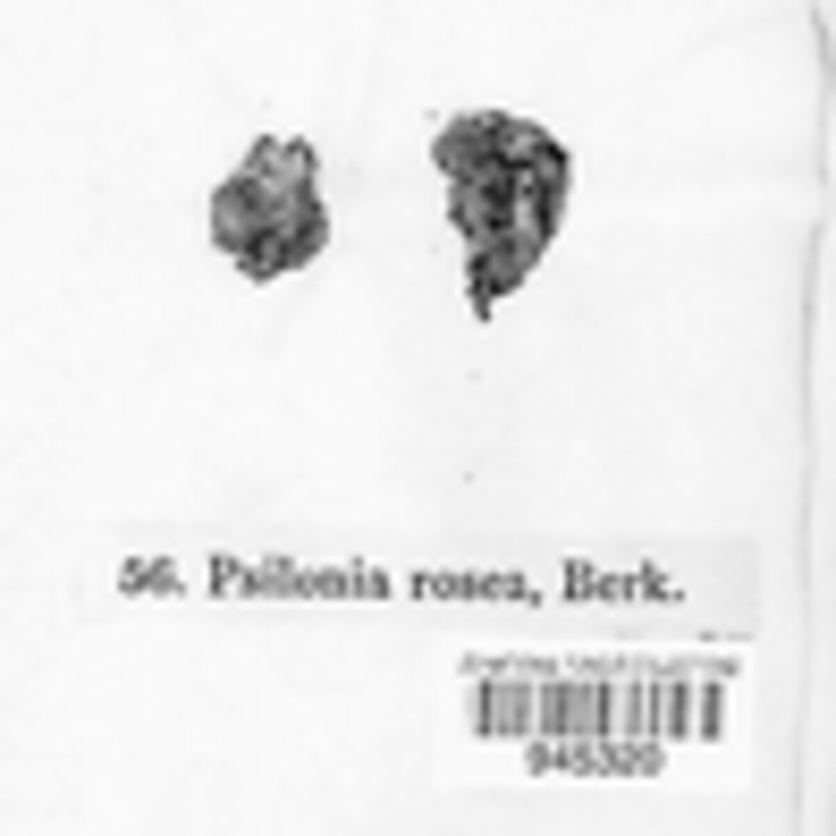 Psilonia image